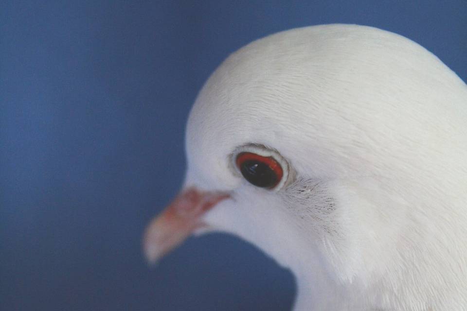 Dove Weddings