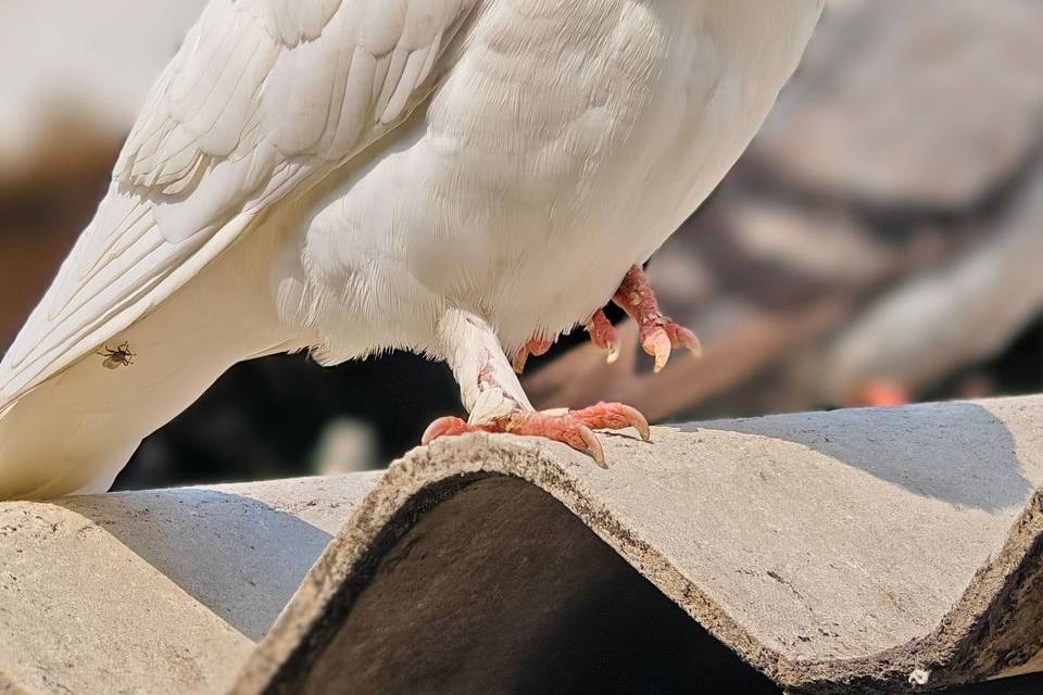 Dove Weddings