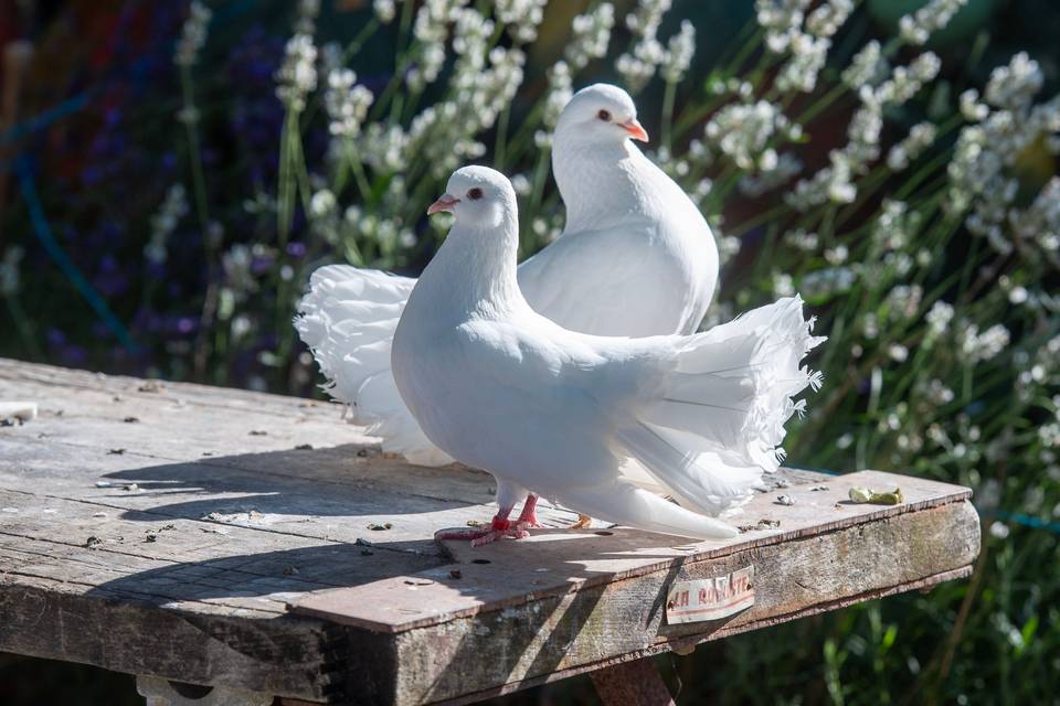 Dove Weddings