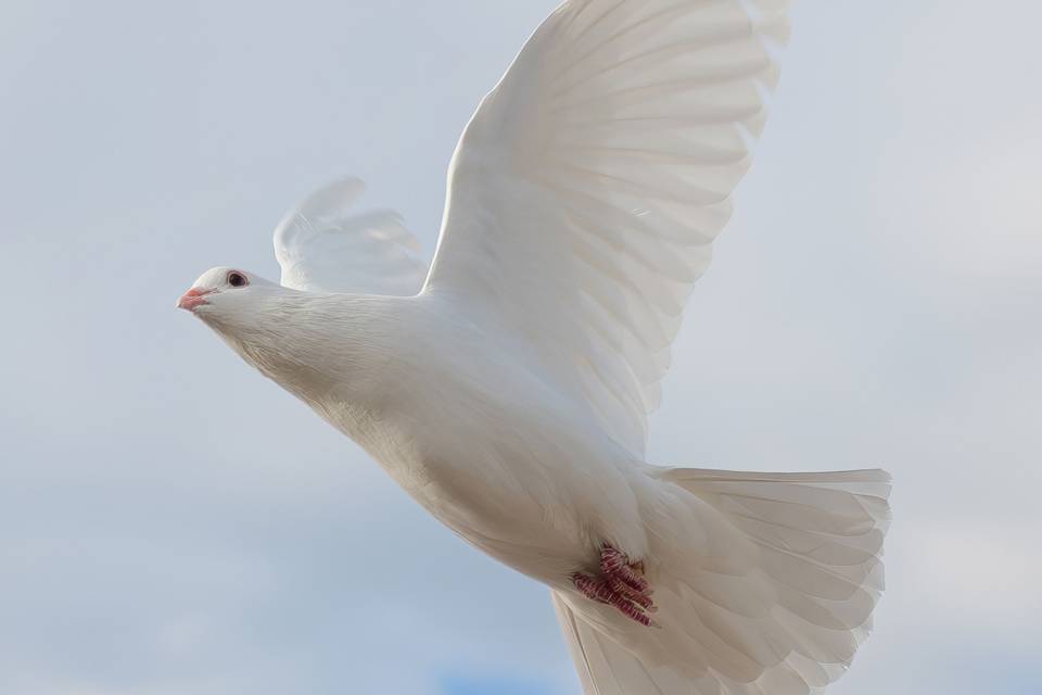 Heavenly Wings White Dove Services LLC