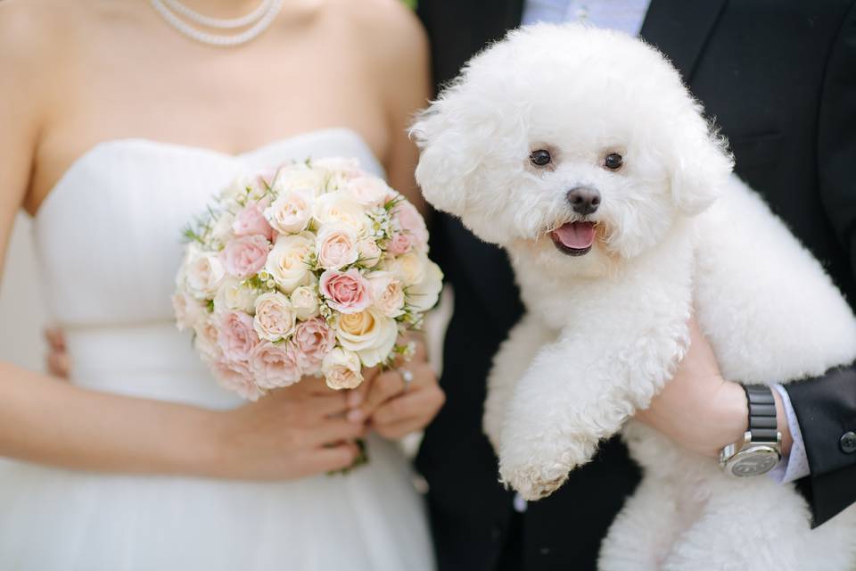 Clean cut bouquet and doggie