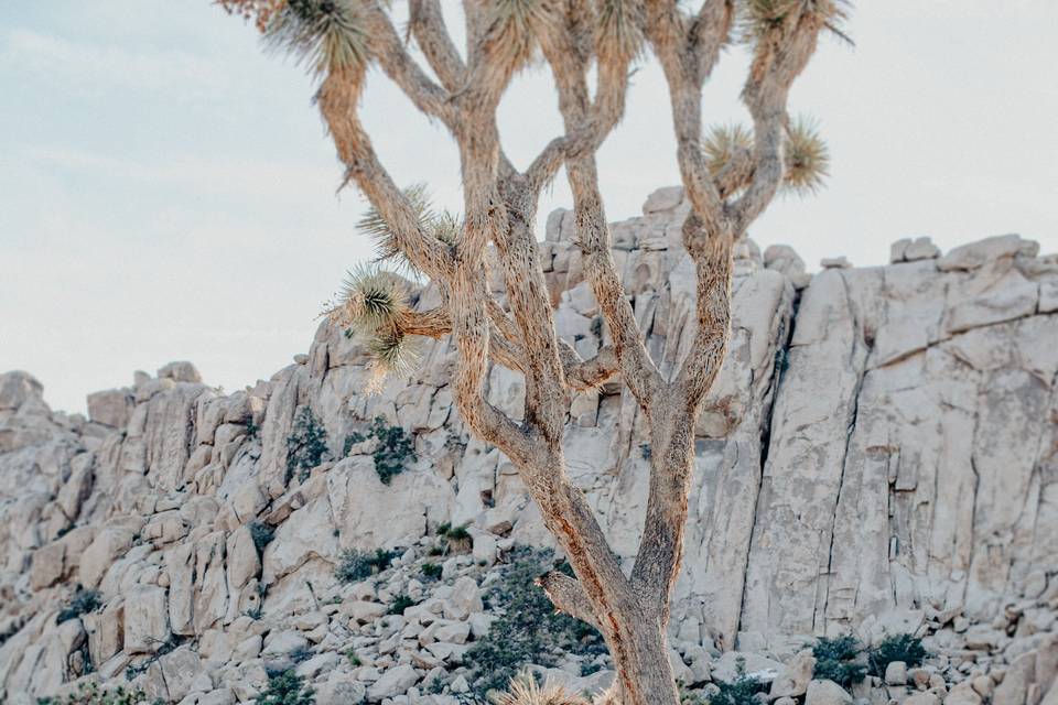 Joshua Tree Elopement