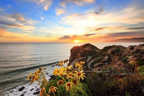 CG Photography- The Malibu Artist