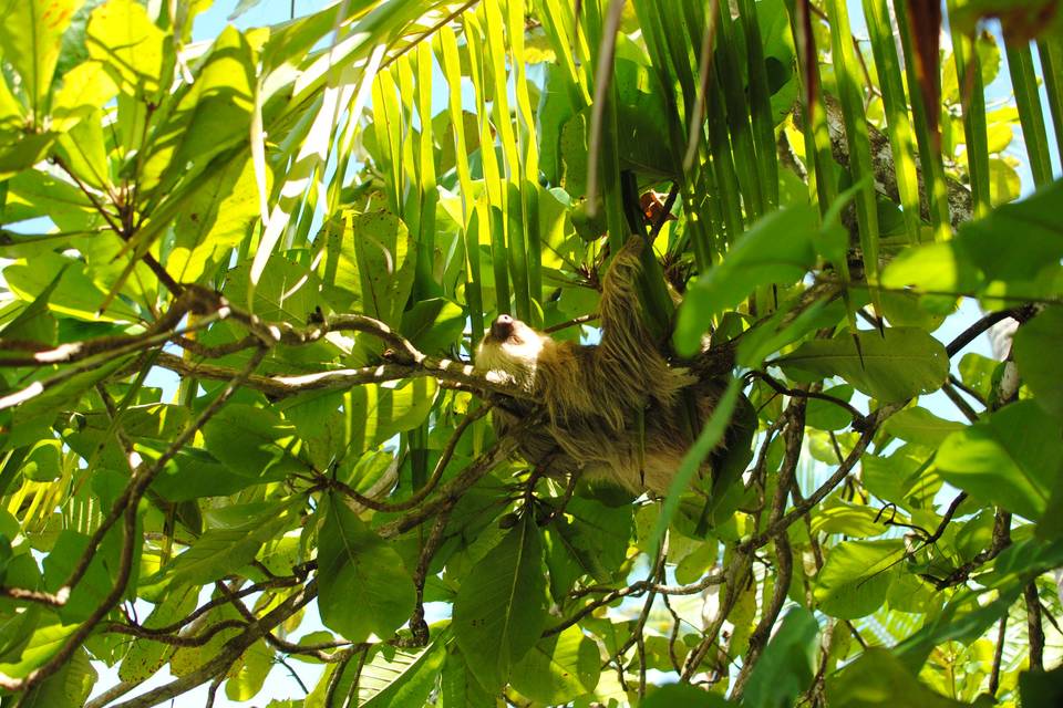Manuel Antonio, Costa Rica