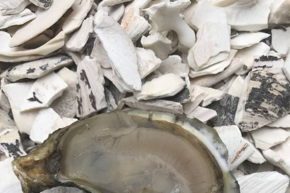A Wellfleet oyster
