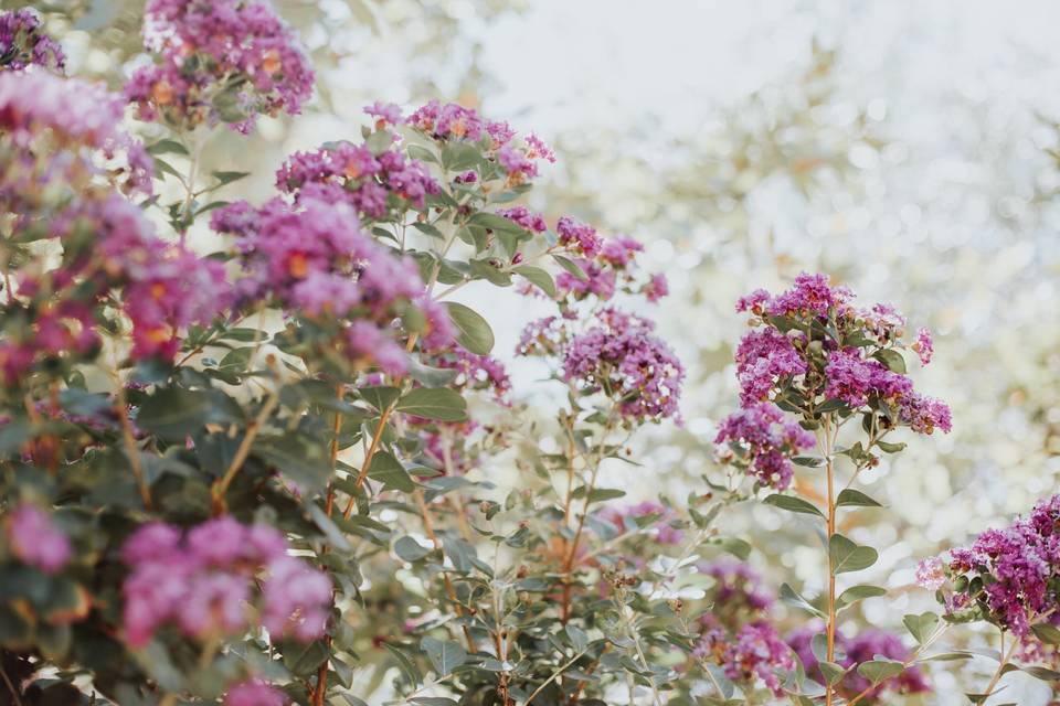 Spring Flowers Creekside