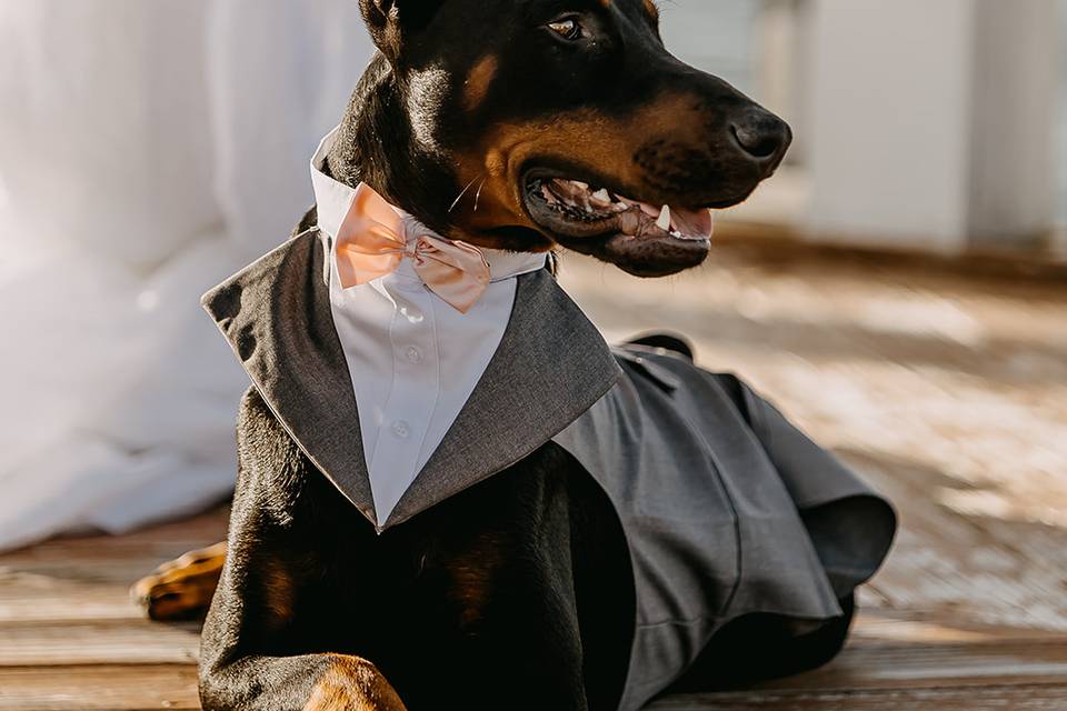 Kai, The Dog of Honor