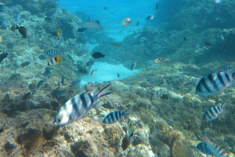 Bora Bora Snorkeling