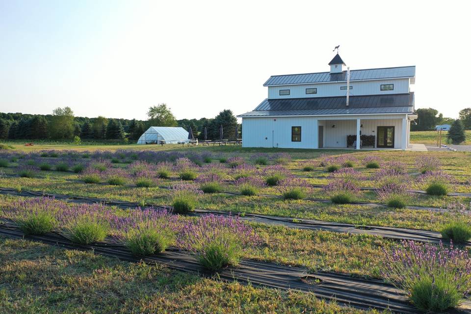 Lavender fields adjoin