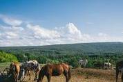 Rustic Ridge View Farm