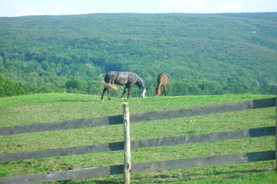 Horses in the field