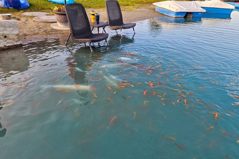 The Koi & Goldfish Pond
