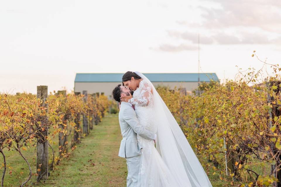 The Vineyard in Fall