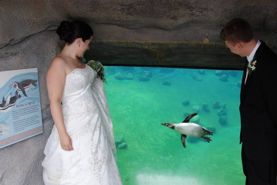 Couple looking at the penguin