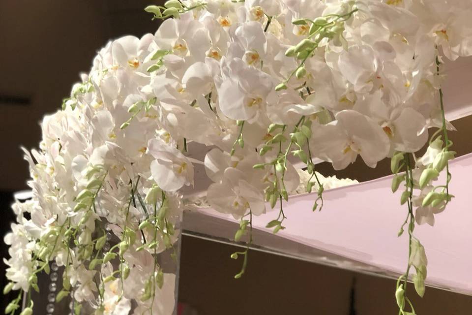 Cascading orchids