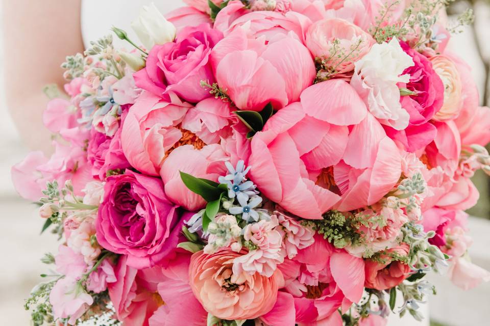 Coral peony