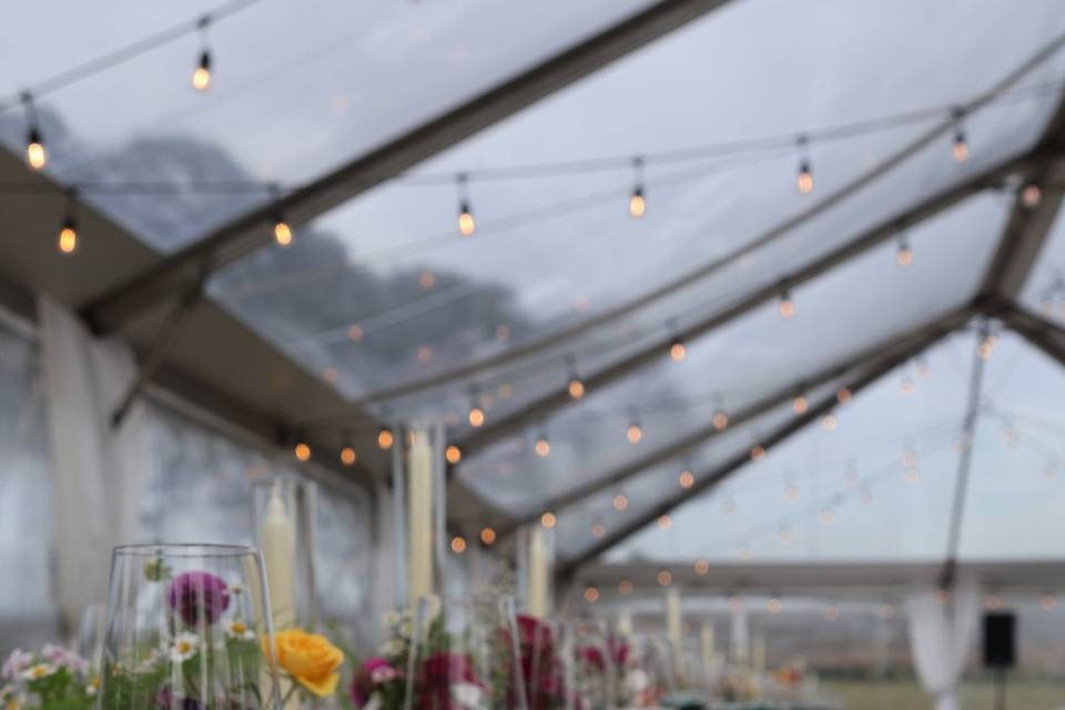 Cape Teal Farms