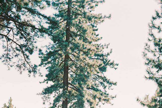 Tahoe Wedding Photographer
