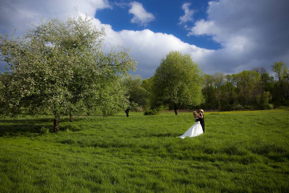 The Meadow in the spring