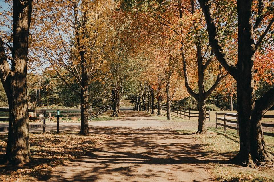 Scenic driveway