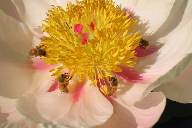 Olbrich Botanical Gardens