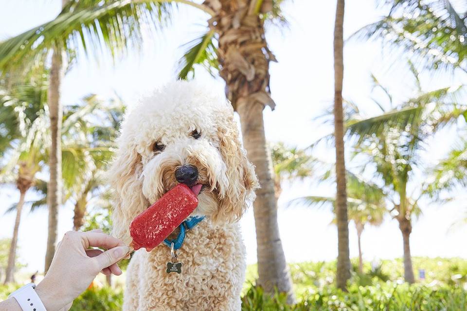 Puppy friendly