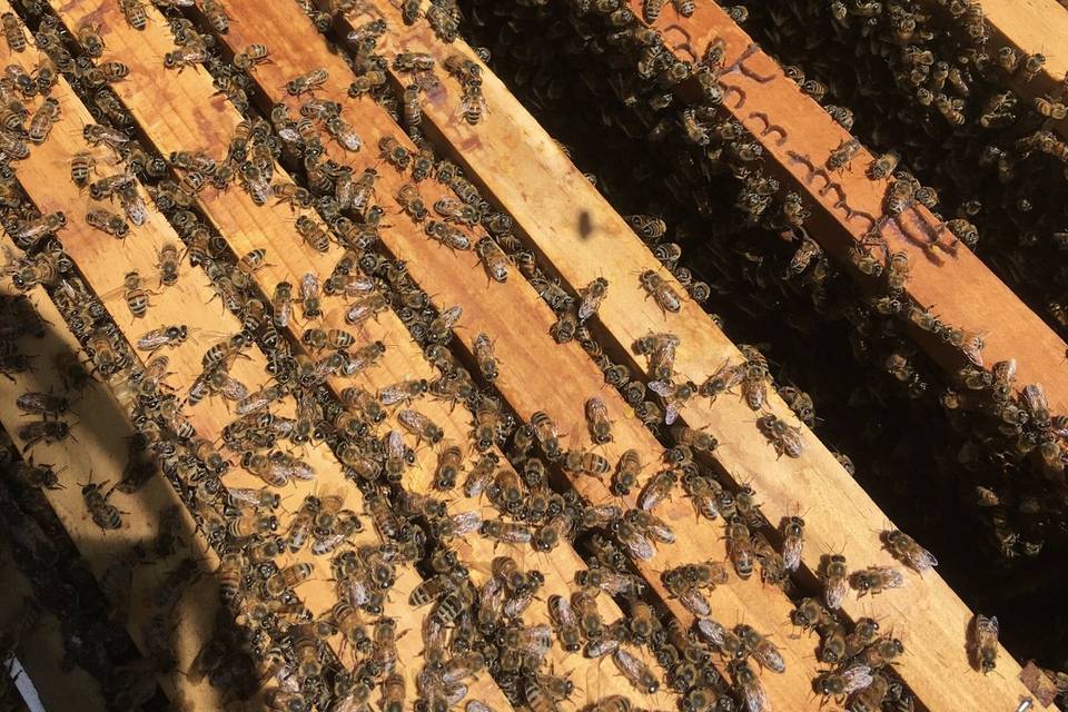 Our baby bees!