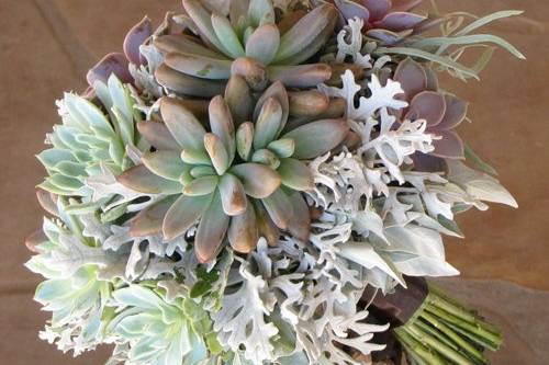 Hand-tied bridal bouquet with Echeveria ‘Perle von Nurnberg’, Echeveria ‘Violet Queen’, Pachyveria ‘Blue Pearl’ and dusty miller