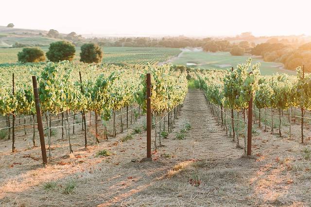 Napa Sunset in the vines