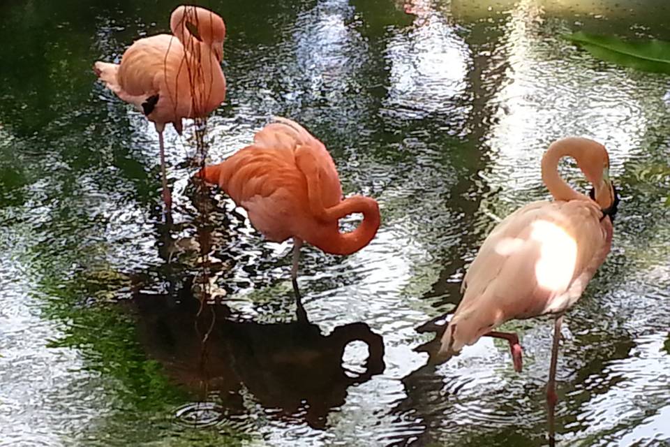 Flamingos