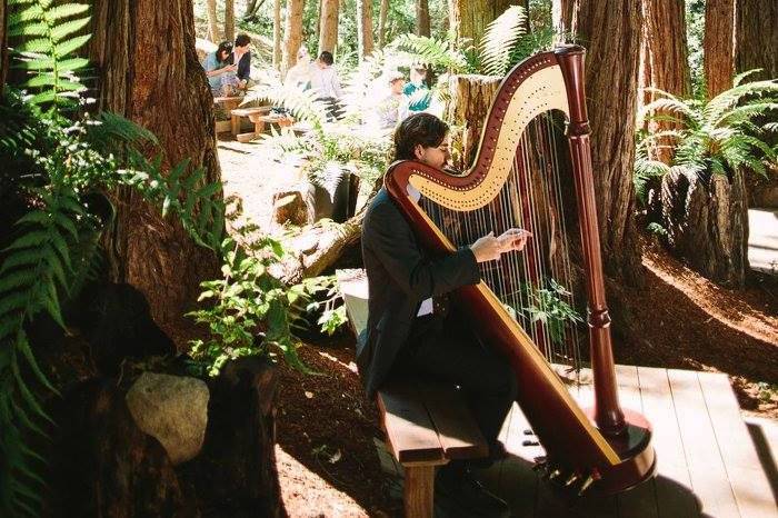 Stephan Haluska Harp