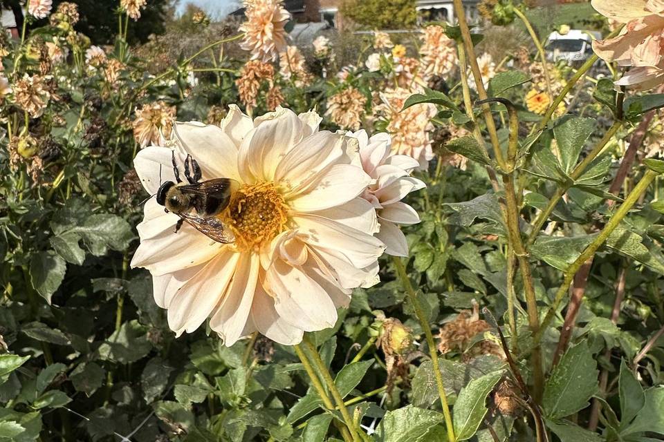 Our dahlia field