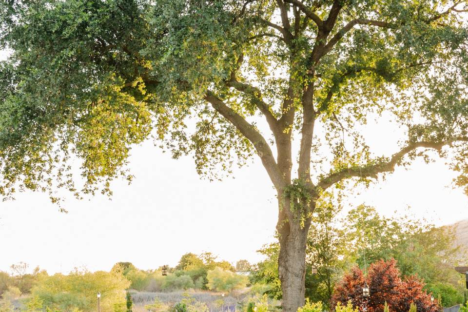 Stunning Greenery