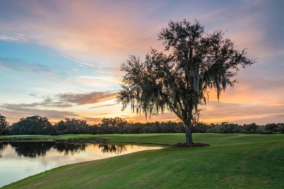 Sunset tree