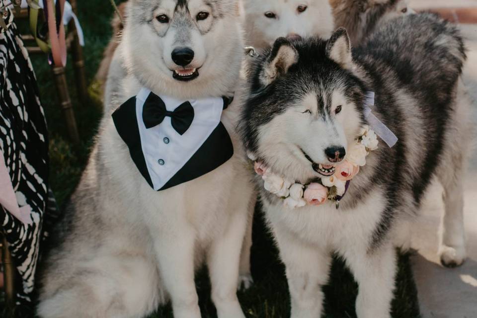Wedding Friends