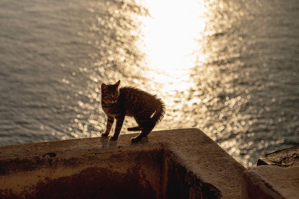 Island cat