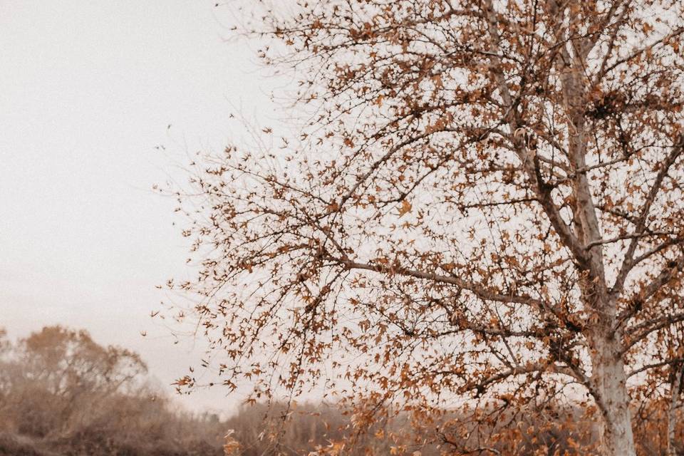 Trees and river