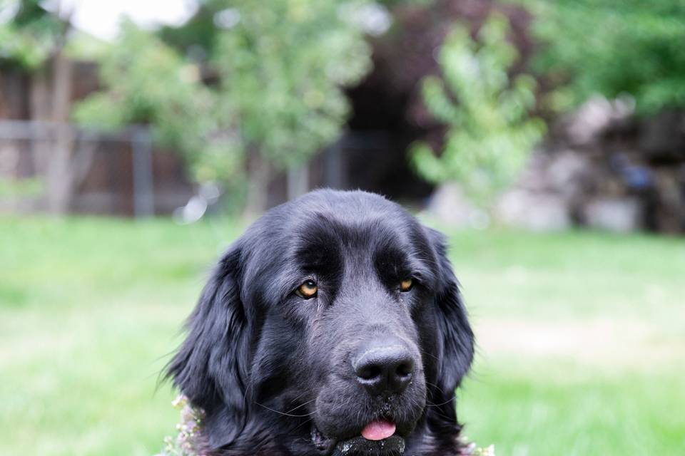 Floral Dog Collar