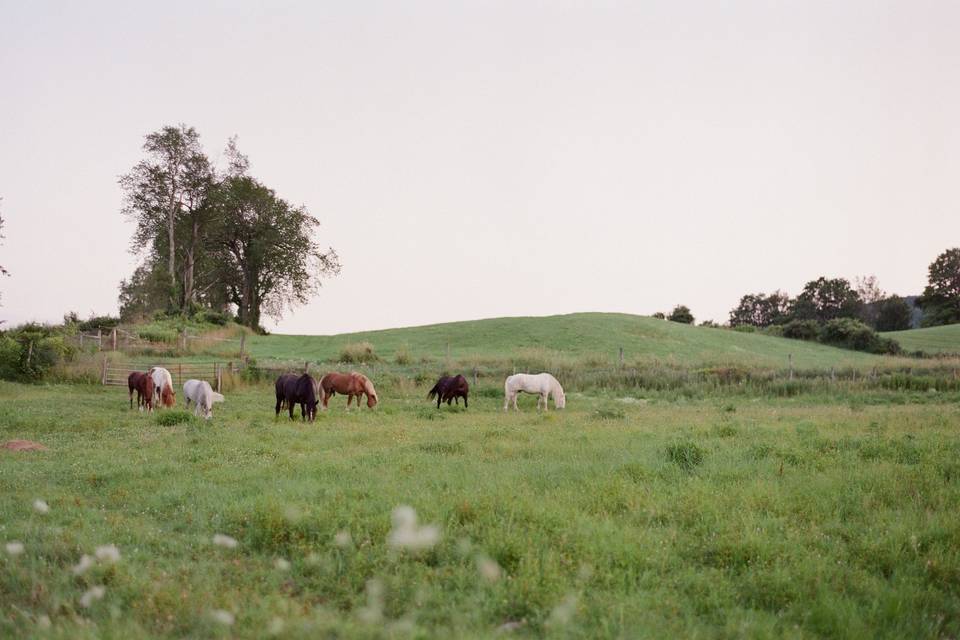 Horses on the farm