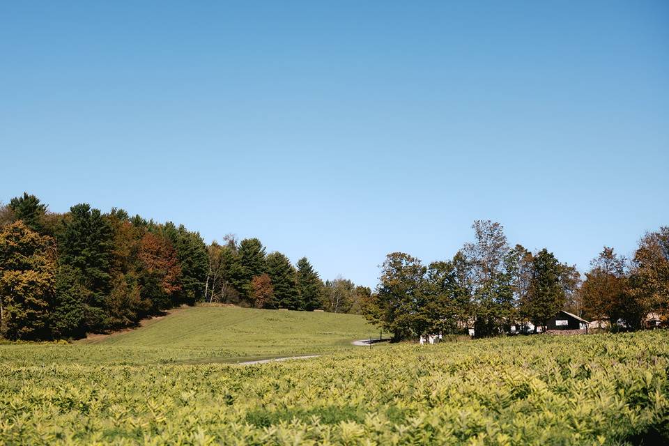 Land area