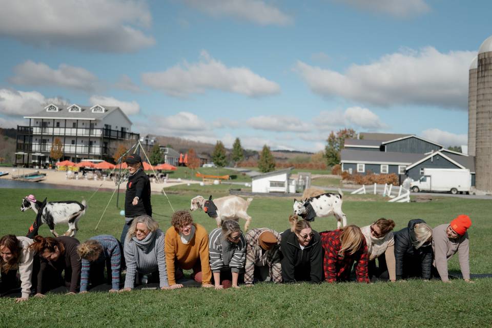 Goat Yoga