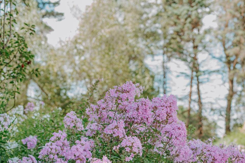 Florals at Morgan Acres Farm