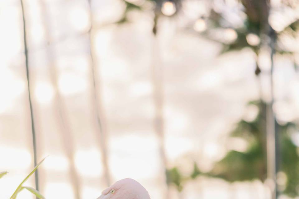 Casa Marina Wedding