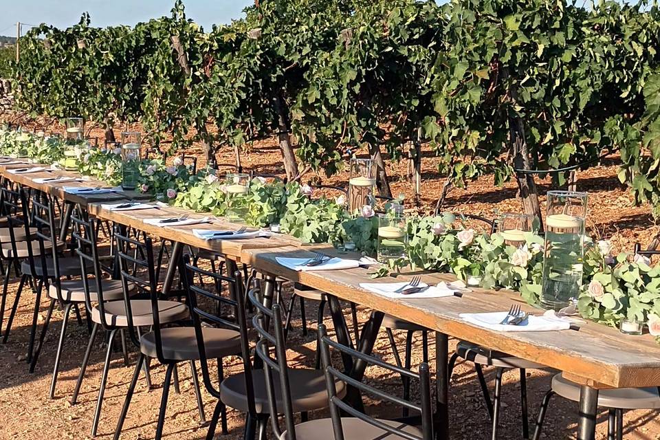 Vineyard Puglia