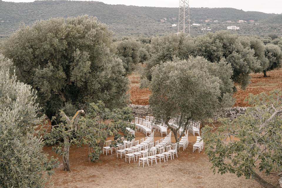 Puglia Olive grove