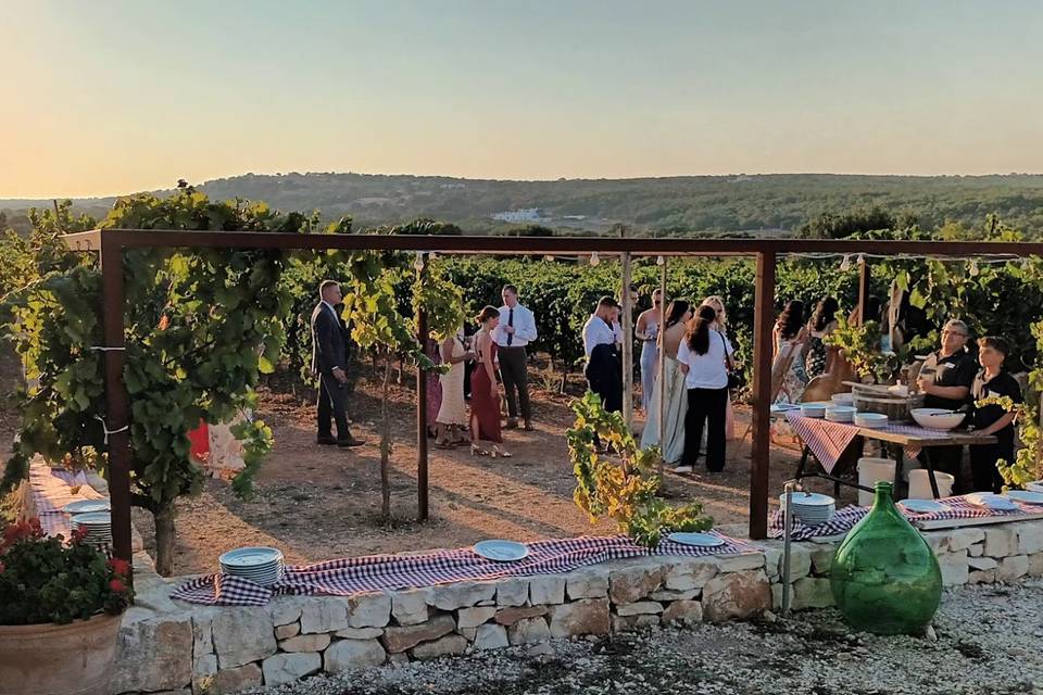 Wedding in a vineyard