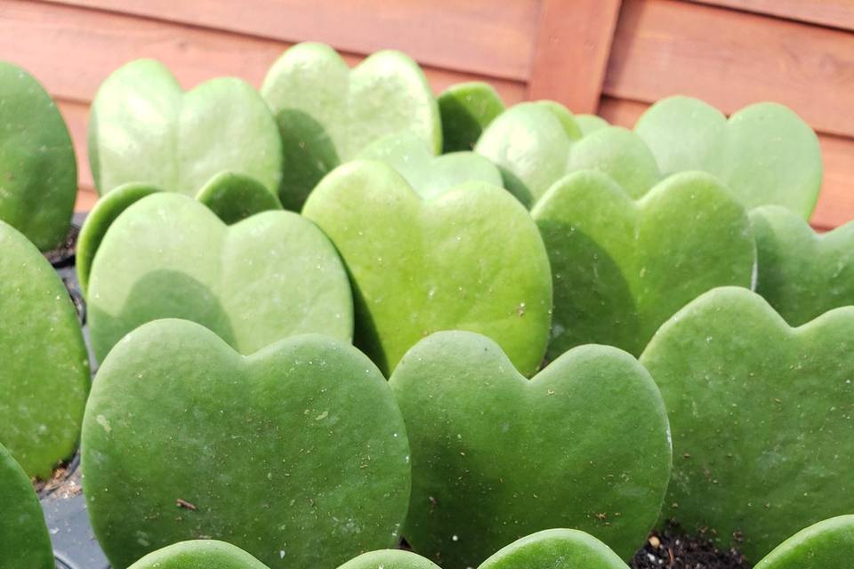 Heart hoya mini plants