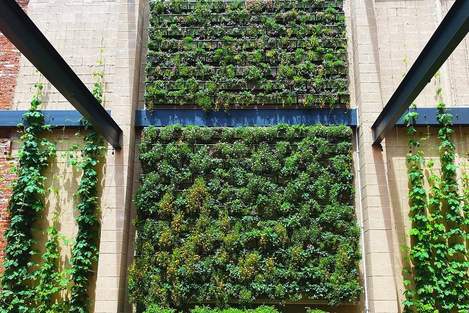 LIVING GREEN WALL
