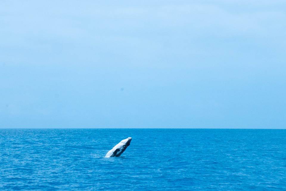 Humpbacks in Hervey Bay, Australia