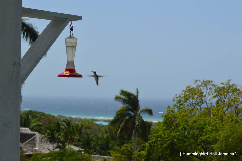 Hummingbird Hall Jamaica